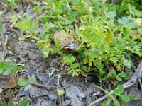 Cotula australis 15, Kamilleknopje, Saxifraga-Rutger Barendse