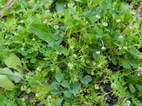 Cotula australis 16, Kamilleknopje, Saxifraga-Rutger Barendse