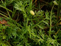 Cotula australis 18, Kamilleknopje, Saxifraga-Ed Stikvoort