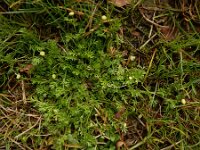Cotula australis 19, Kamilleknopje, Saxifraga-Ed Stikvoort