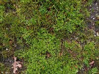 Cotula australis 21, Kamilleknopje, Saxifraga-Ed Stikvoort