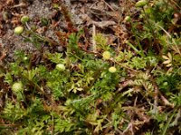 Cotula australis 7, Kamilleknopje, Saxifraga-Ed Stikvoort