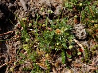 Cotula australis 8, Kamilleknopje, Saxifraga-Ed Stikvoort
