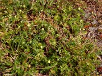 Cotula australis 9, Kamilleknopje, Saxifraga-Ed Stikvoort