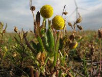 Cotula coronopifolia, Brass buttons