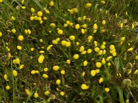Cotula coronopifolia 11, Goudknopje, Saxifraga-Willem van Kruijsbergen