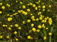 Cotula coronopifolia 13, Goudknopje, Saxifraga-Willem van Kruijsbergen