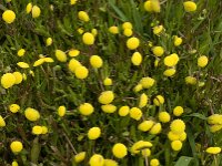 Cotula coronopifolia 16, Goudknopje, Saxifraga-Jan van der Straaten