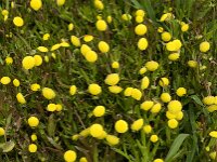 Cotula coronopifolia 19, Goudknopje, Saxifraga-Jan van der Straaten