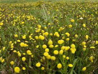 Cotula coronopifolia 20, Goudknopje, Saxifraga-Jan van der Straaten