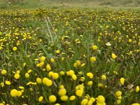 Cotula coronopifolia 22, Goudknopje, Saxifraga-Jan van der Straaten