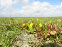 Cotula coronopifolia 23, Goudknopje, Saxifraga-Mark Zekhuis