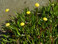 Cotula coronopifolia 28, Goudknopje, Saxifraga-Rutger Barendse