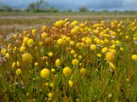 Cotula coronopifolia 31, Goudknopje, Saxifraga-Ed Stikvoort
