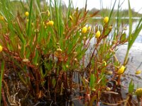 Cotula coronopifolia 36, Goudknopje, Saxifraga-Ed Stikvoort