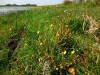 Cotula coronopifolia 41, Goudknopje, Saxifraga-Ed Stikvoort