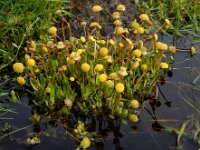Cotula coronopifolia 47, Goudknopje, Saxifraga-Ed Stikvoort