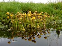 Cotula coronopifolia 48, Goudknopje, Saxifraga-Ed Stikvoort