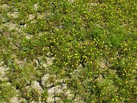 Cotula coronopifolia 53, Goudknopje, Saxifraga-Hans Grotenhuis