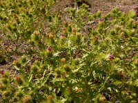 Cousinia daralaghezica 5, Saxifraga-Ed Stikvoort