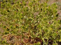 Cousinia daralaghezica 7, Saxifraga-Ed Stikvoort