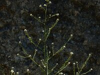 Crambe hispanica