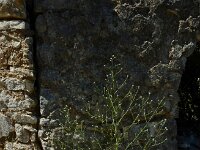 Crambe hispanica 2, Saxifraga-Ed Stikvoort : Marathias - Vathi Ithaki s9900