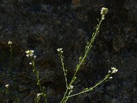 Crambe hispanica 3, Saxifraga-Ed Stikvoort : Marathias - Vathi Ithaki s9900