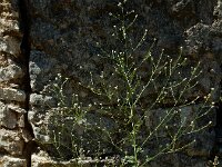 Crambe hispanica 4, Saxifraga-Ed Stikvoort : Marathias - Vathi Ithaki s9900