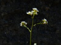 Crambe hispanica 5, Saxifraga-Ed Stikvoort : Marathias - Vathi Ithaki s9900