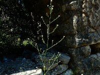 Crambe hispanica 6, Saxifraga-Ed Stikvoort : Marathias - Vathi Ithaki s9900