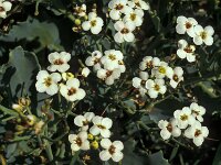 Crambe maritima, Seakale