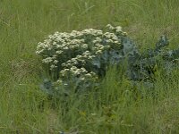 Crambe maritima 15, Zeekool, Saxifraga-Jan van der Straaten
