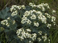 Crambe maritima 16, Zeekool, Saxifraga-Jan van der Straaten