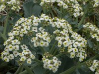 Crambe maritima 18, Zeekool, Saxifraga-Jan van der Straaten