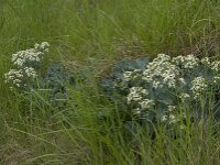 Crambe maritima 19, Zeekool, Saxifraga-Jan van der Straaten