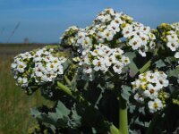 Crambe maritima 20, Zeekool. Saxifraga-Ed Stikvoort