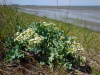 Crambe maritima 23, Zeekool, Saxifraga-Ed Stikvoort
