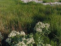 Crambe maritima 25, Zeekool, Saxifraga-Ed Stikvoort