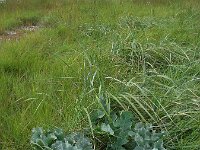 Crambe maritima 26, Zeekool, Saxifraga-Ed Stikvoort