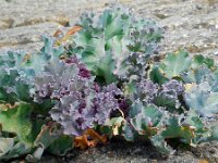 Crambe maritima 27, Zeekool, Saxifraga-Ed Stikvoort