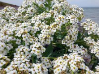 Crambe maritima 28, Zeekool, Saxifraga-Ed Stikvoort