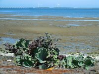 Crambe maritima 34, Zeekool, Saxifraga-Ed Stikvoort