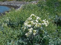 Crambe maritima 35, Zeekool, Saxifraga-Ed Stikvoort