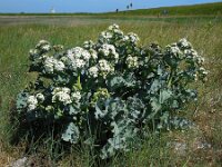 Crambe maritima 38, Zeekool, Saxifraga-Ed Stikvoort