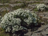 Crambe maritima 39, Zeekool, Saxifraga-Jan van der Straaten