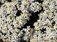 Crambe maritima 41, Zeekool, Saxifraga-Ed Stikvoort