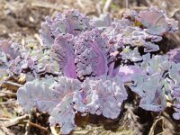 Crambe maritima 44, Zeekool, Saxifraga-Foto Fitis-Sytske Dijksen