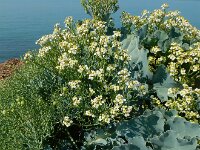 Crambe maritima 46, Zeekool, Saxifraga-Ed Stikvoort
