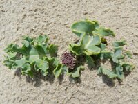 Crambe maritima 47, Zeekool, Saxifraga-Rutger Barendse